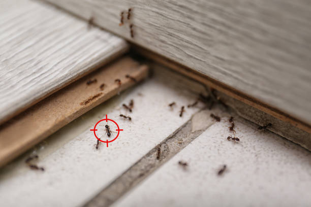 Best Affordable Pest Control Services  in Havana, IL