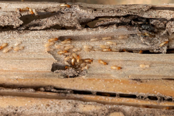 Best Mosquito Control Services  in Havana, IL