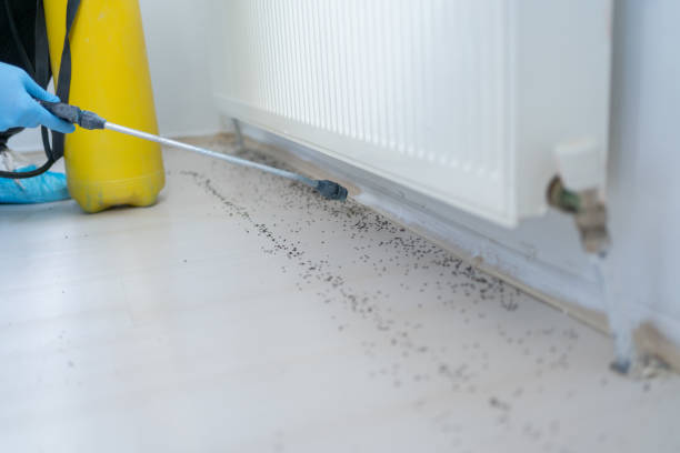 Best Pest Prevention Services  in Havana, IL